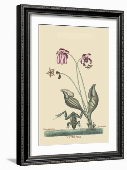 Water Frog-Mark Catesby-Framed Art Print