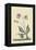 Water Frog-Mark Catesby-Framed Stretched Canvas