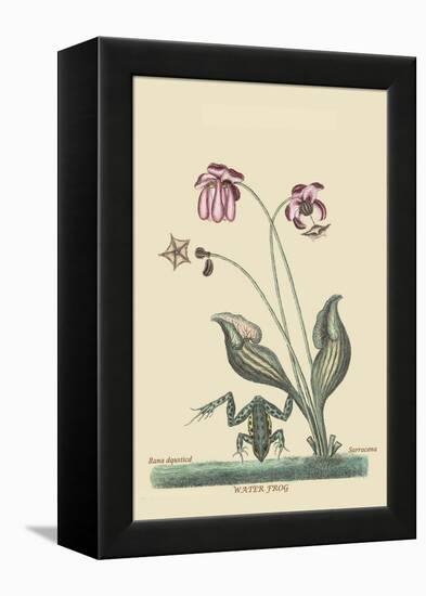 Water Frog-Mark Catesby-Framed Stretched Canvas