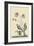 Water Frog-Mark Catesby-Framed Premium Giclee Print