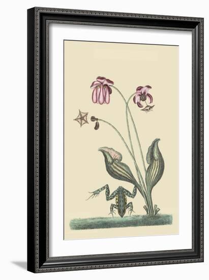 Water Frog-Mark Catesby-Framed Premium Giclee Print