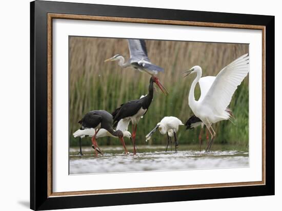 Water Gathering-Staffan Widstrand-Framed Giclee Print