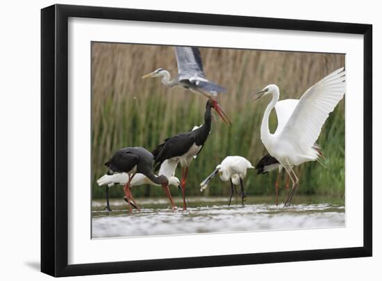 Water Gathering-Staffan Widstrand-Framed Giclee Print