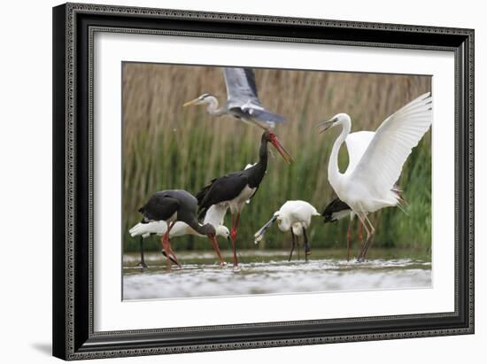 Water Gathering-Staffan Widstrand-Framed Giclee Print