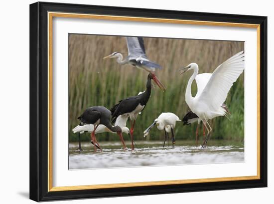 Water Gathering-Staffan Widstrand-Framed Giclee Print