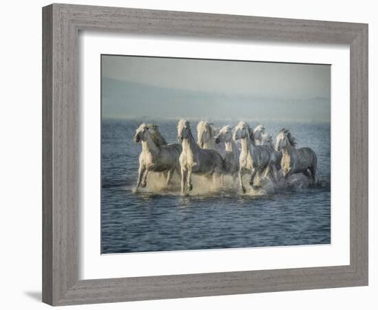 Water Horses VI-PHBurchett-Framed Art Print