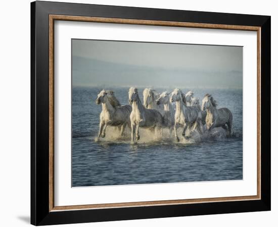 Water Horses VI-PHBurchett-Framed Art Print