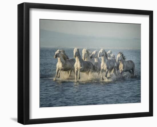 Water Horses VI-PHBurchett-Framed Art Print