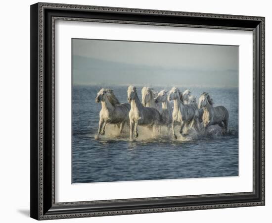 Water Horses VI-PHBurchett-Framed Art Print