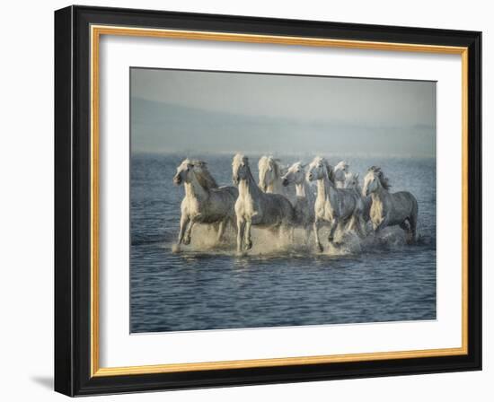 Water Horses VI-PHBurchett-Framed Art Print