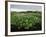 Water Hyacinth Covering Lake, Texas, USA-Rolf Nussbaumer-Framed Photographic Print