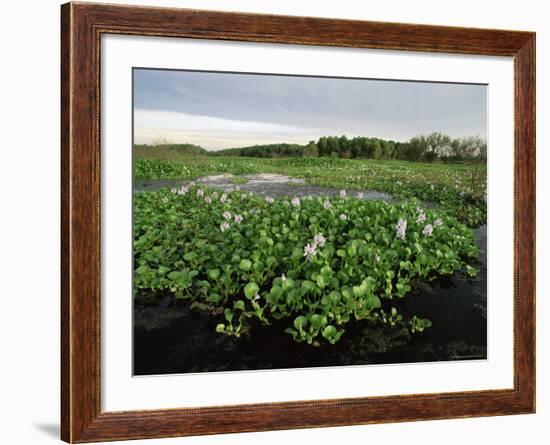 Water Hyacinth Covering Lake, Texas, USA-Rolf Nussbaumer-Framed Photographic Print