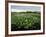 Water Hyacinth Covering Lake, Texas, USA-Rolf Nussbaumer-Framed Photographic Print