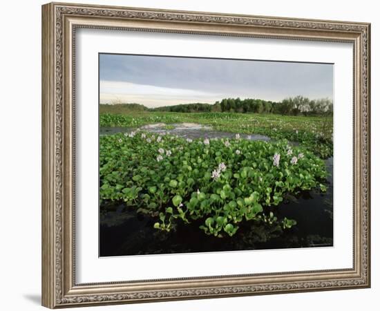 Water Hyacinth Covering Lake, Texas, USA-Rolf Nussbaumer-Framed Photographic Print