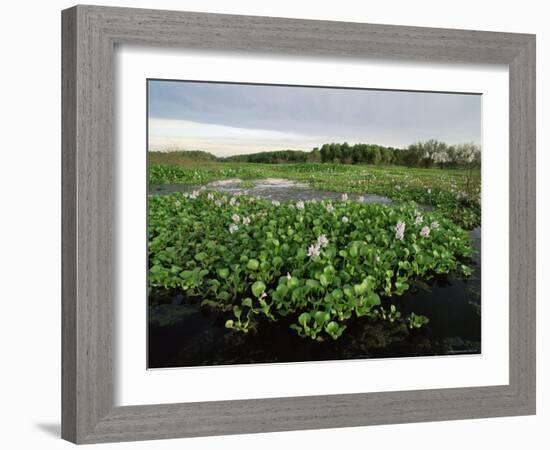 Water Hyacinth Covering Lake, Texas, USA-Rolf Nussbaumer-Framed Photographic Print