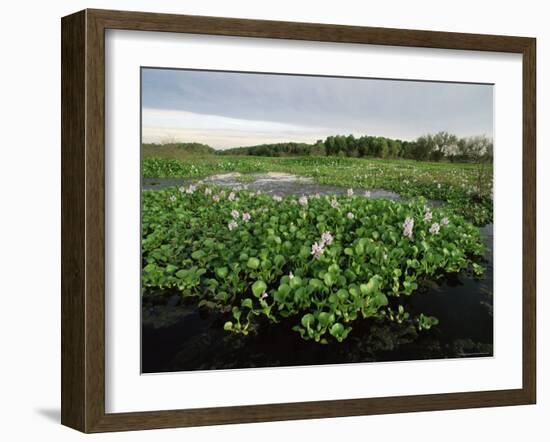 Water Hyacinth Covering Lake, Texas, USA-Rolf Nussbaumer-Framed Photographic Print