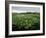 Water Hyacinth Covering Lake, Texas, USA-Rolf Nussbaumer-Framed Photographic Print