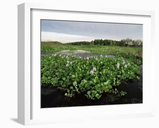 Water Hyacinth Covering Lake, Texas, USA-Rolf Nussbaumer-Framed Photographic Print