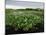 Water Hyacinth Covering Lake, Texas, USA-Rolf Nussbaumer-Mounted Photographic Print