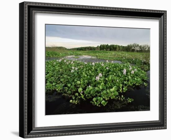 Water Hyacinth Covering Lake, Texas, USA-Rolf Nussbaumer-Framed Photographic Print