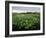 Water Hyacinth Covering Lake, Texas, USA-Rolf Nussbaumer-Framed Photographic Print