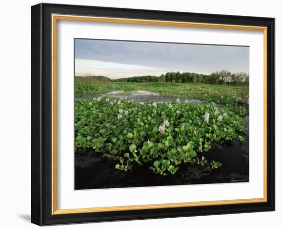 Water Hyacinth Covering Lake, Texas, USA-Rolf Nussbaumer-Framed Photographic Print