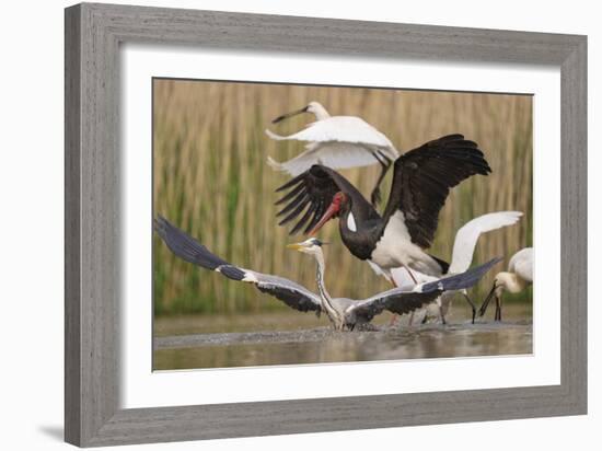 Water Landing-Staffan Widstrand-Framed Giclee Print