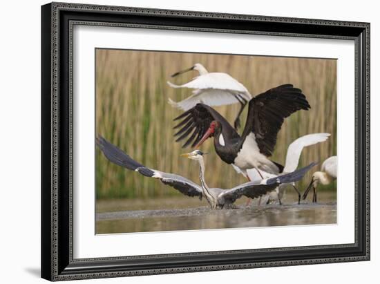 Water Landing-Staffan Widstrand-Framed Giclee Print