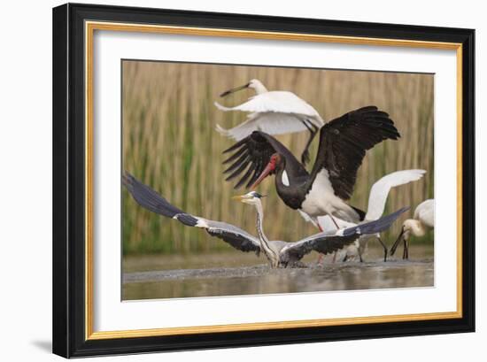 Water Landing-Staffan Widstrand-Framed Giclee Print