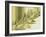 Water Leaves II-Mali Nave-Framed Giclee Print