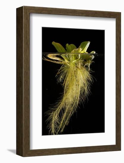 Water lettuce with submerged roots in aquarium-Adrian Davies-Framed Photographic Print