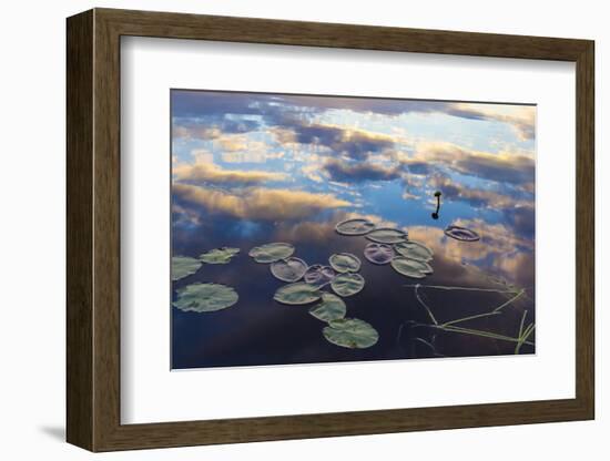 Water Lilies and Cloud Reflection on Lang Pond, Northern Forest, Maine-Jerry & Marcy Monkman-Framed Photographic Print
