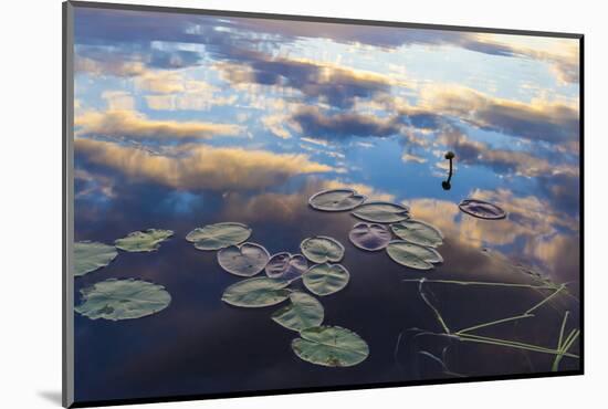 Water Lilies and Cloud Reflection on Lang Pond, Northern Forest, Maine-Jerry & Marcy Monkman-Mounted Photographic Print