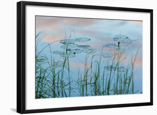 Water Lilies and Clouds, Lone Jack Pond, Northern Forest, Maine-Jerry & Marcy Monkman-Framed Photographic Print