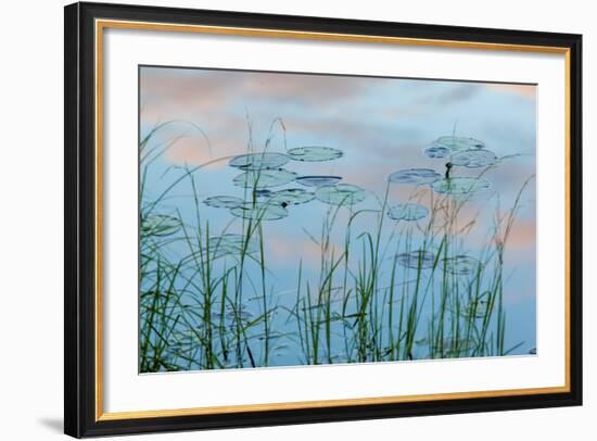 Water Lilies and Clouds, Lone Jack Pond, Northern Forest, Maine-Jerry & Marcy Monkman-Framed Photographic Print