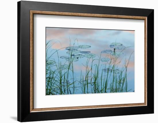 Water Lilies and Clouds, Lone Jack Pond, Northern Forest, Maine-Jerry & Marcy Monkman-Framed Photographic Print