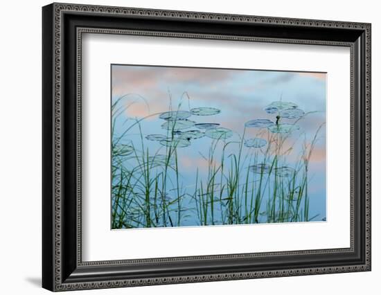 Water Lilies and Clouds, Lone Jack Pond, Northern Forest, Maine-Jerry & Marcy Monkman-Framed Photographic Print