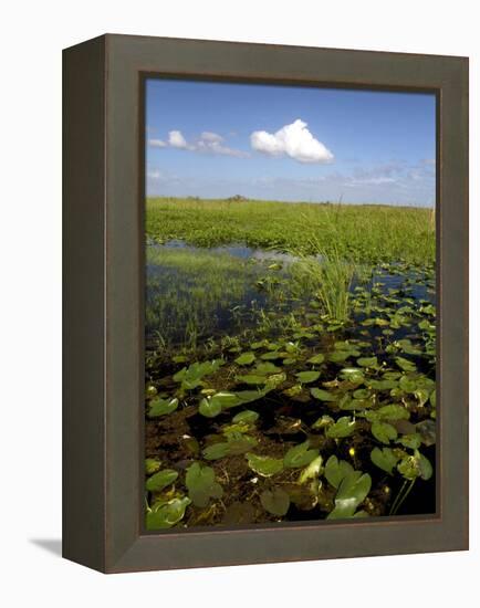 Water Lilies and Sawgrass in the Florida Everglades, Florida, USA-David R. Frazier-Framed Premier Image Canvas