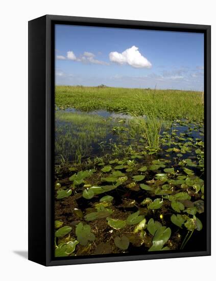 Water Lilies and Sawgrass in the Florida Everglades, Florida, USA-David R. Frazier-Framed Premier Image Canvas