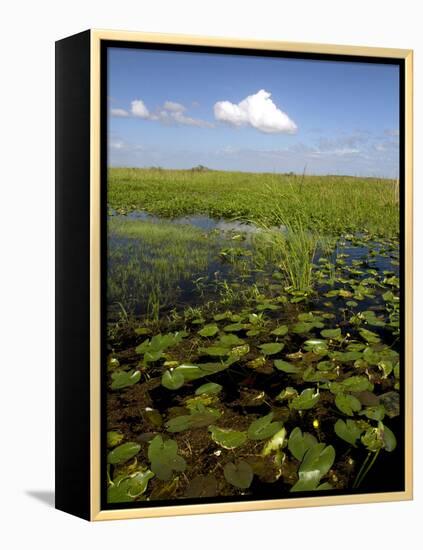 Water Lilies and Sawgrass in the Florida Everglades, Florida, USA-David R. Frazier-Framed Premier Image Canvas