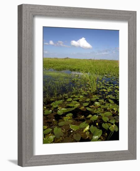 Water Lilies and Sawgrass in the Florida Everglades, Florida, USA-David R. Frazier-Framed Photographic Print