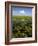 Water Lilies and Sawgrass in the Florida Everglades, Florida, USA-David R. Frazier-Framed Photographic Print