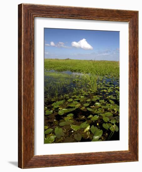 Water Lilies and Sawgrass in the Florida Everglades, Florida, USA-David R. Frazier-Framed Photographic Print