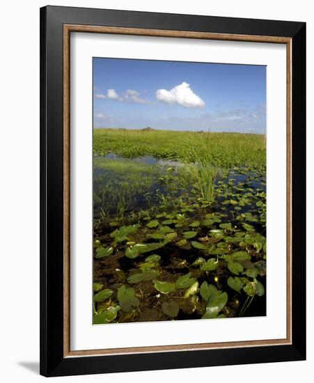 Water Lilies and Sawgrass in the Florida Everglades, Florida, USA-David R. Frazier-Framed Photographic Print