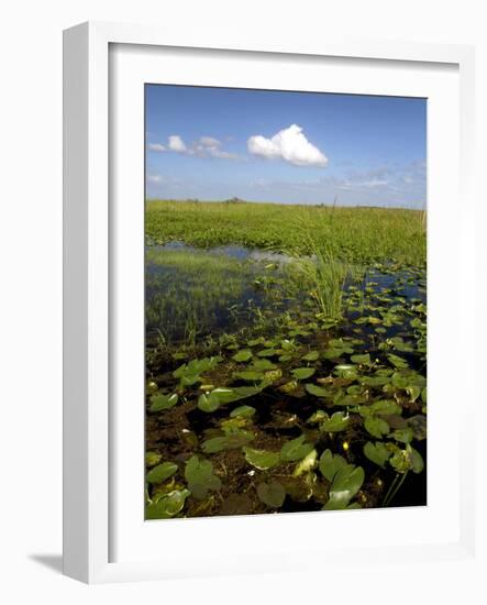 Water Lilies and Sawgrass in the Florida Everglades, Florida, USA-David R. Frazier-Framed Photographic Print