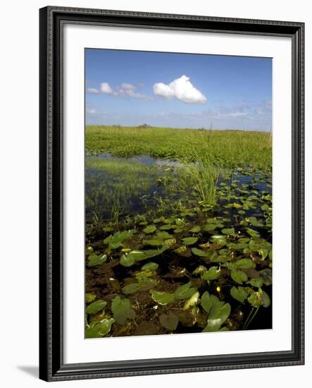 Water Lilies and Sawgrass in the Florida Everglades, Florida, USA-David R. Frazier-Framed Photographic Print