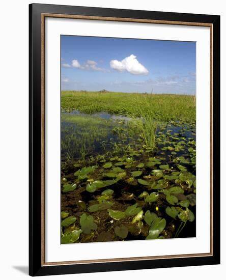 Water Lilies and Sawgrass in the Florida Everglades, Florida, USA-David R. Frazier-Framed Photographic Print