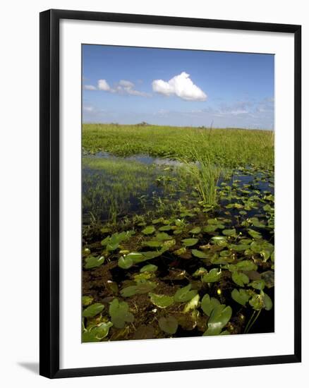 Water Lilies and Sawgrass in the Florida Everglades, Florida, USA-David R. Frazier-Framed Photographic Print