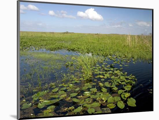 Water Lilies and Sawgrass in the Florida Everglades, Florida, USA-David R. Frazier-Mounted Photographic Print