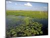 Water Lilies and Sawgrass in the Florida Everglades, Florida, USA-David R. Frazier-Mounted Photographic Print